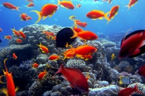 Marsa Mubarak Šnorchlování Sea Trip - Marsa Alam