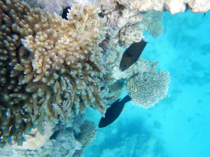 Výlet šnorchlováním na ostrov Utopia z Makadi Bay / Sahl Hasheesh lodí