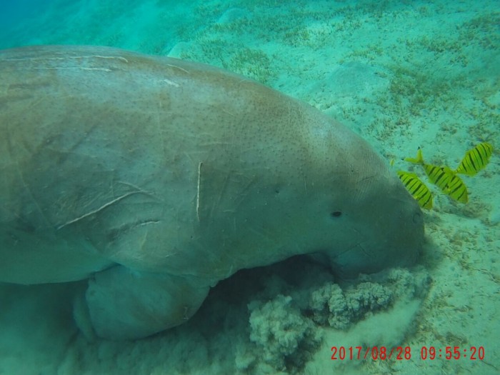 Abu Dabbab přes den Šnorchl s želvami a Dugong - Marsa Alam
