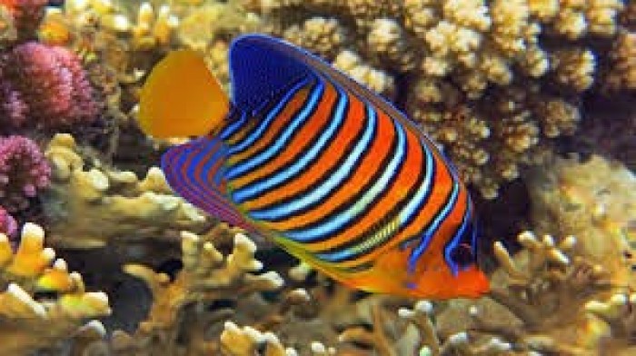 Z Marsa Alam: Hamata & Qulaan Islands Snorkeling Sea Trip